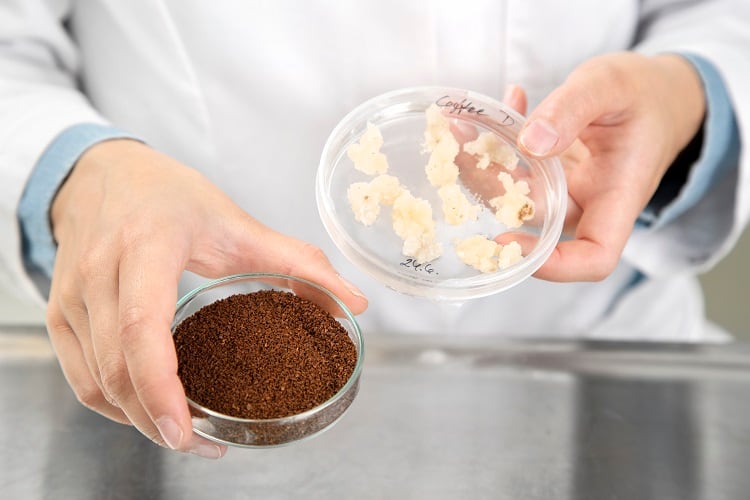 Cell-cultured coffee developed in Europe: ‘We have proved lab-grown coffee can be a reality’