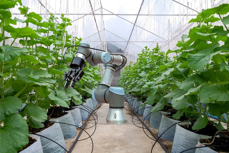 Robots to tackle labour shortages and food waste: Researchers see field success with Vegebot