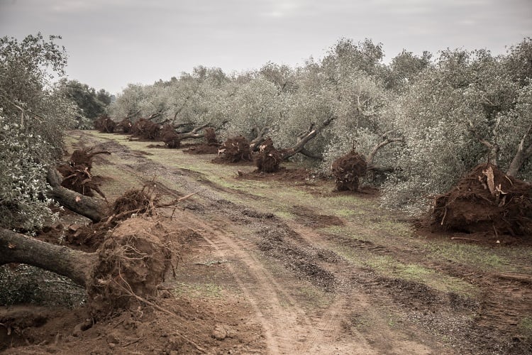 Olive oil industries in Italy, Spain and Greece could lose ‘billions of euros’