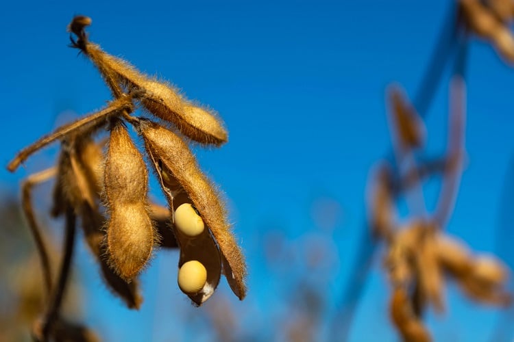 EC green light for new GM soybean: Is this good or bad news for our health and environment?