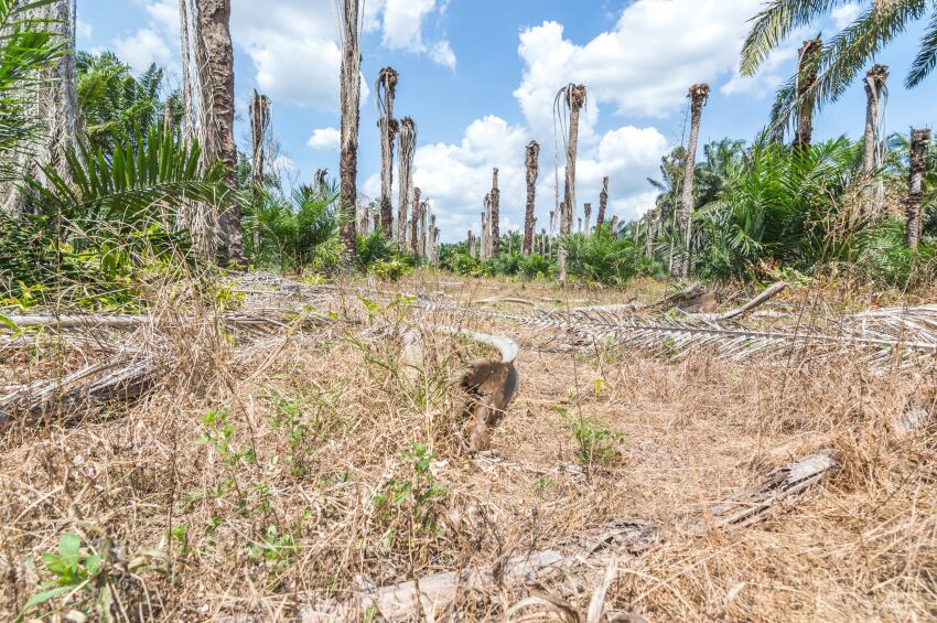 deforestation-in-brazil-for-soy-crop-copyright-Phototreat.jpg