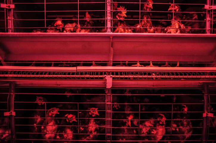 battery-hens-caged-chickens-eggs-punghi.jpg