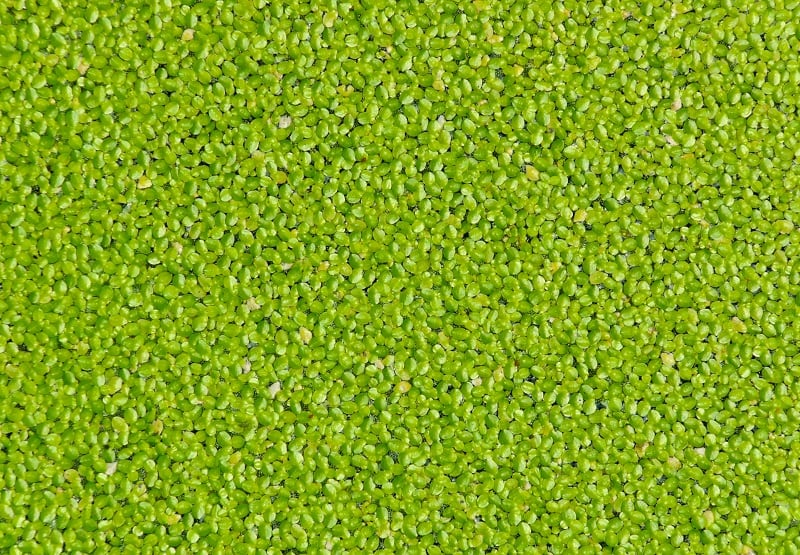 Duckweed grower hails ‘potentially game changing’ B12 discovery