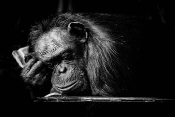 chimp-monkey-small.jpg