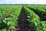 soy-field.jpg