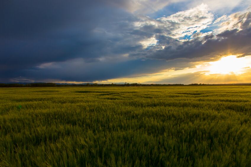 field-soil-crop.jpg