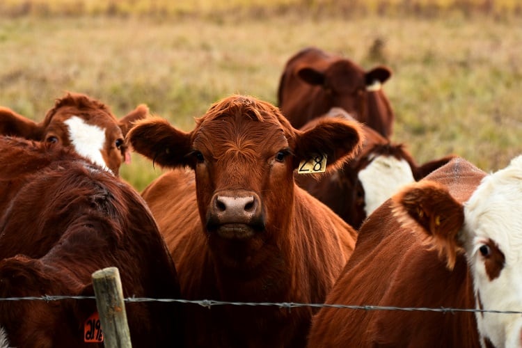 Beef industry emissions can be ‘reduced substantially’, claim researchers 