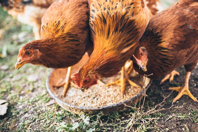 chicken-filadendron.jpg