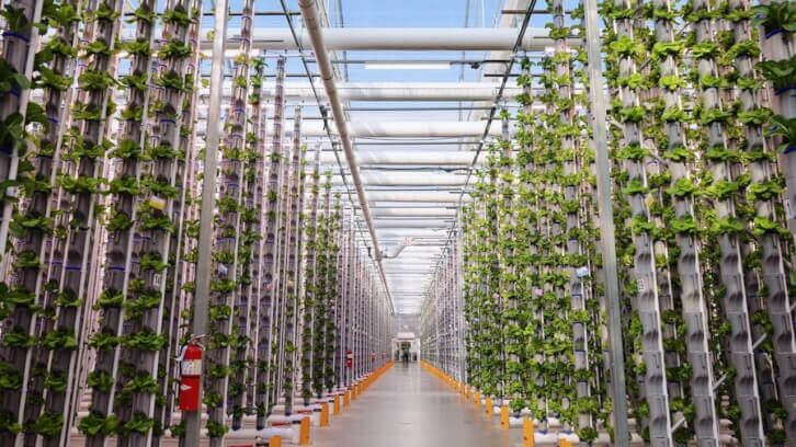 Eden-Green-s-herb-program-provides-a-cost-effective-solution-to-international-imports.jpg