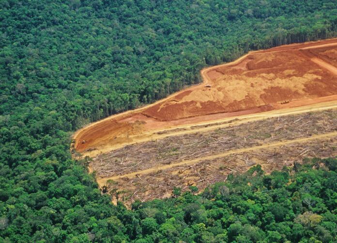 Beef boycotts aren’t enough to save the Amazon rainforest