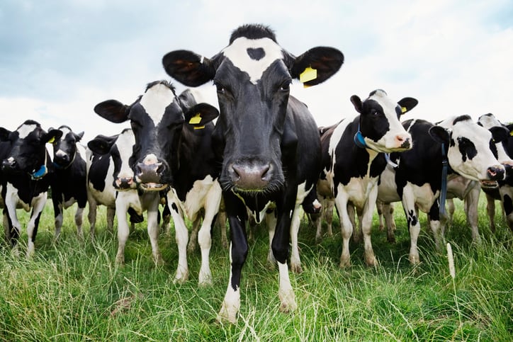 Methane reduction ‘an opportunity for beef industry to be part of climate change solution’, JBS conference hears