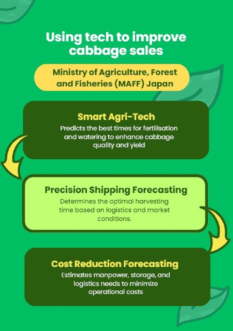 Flowchart on improving cabbage production using technology