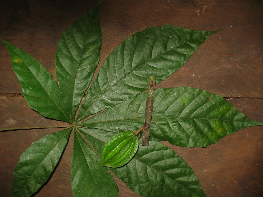 Have scientists discovered climate-proof chocolate?