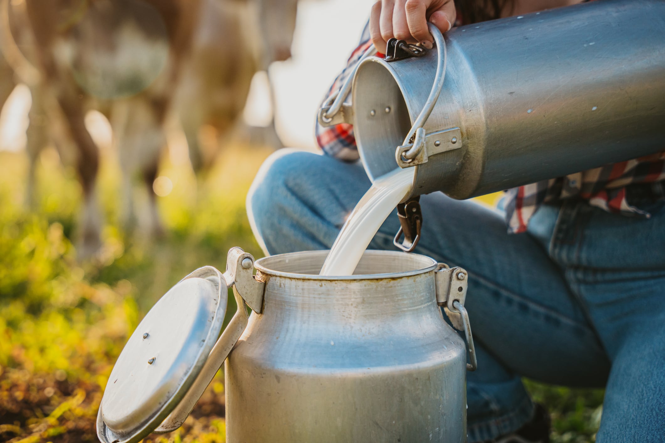 Renewed call for raw dairy ban amid H5N1 concerns