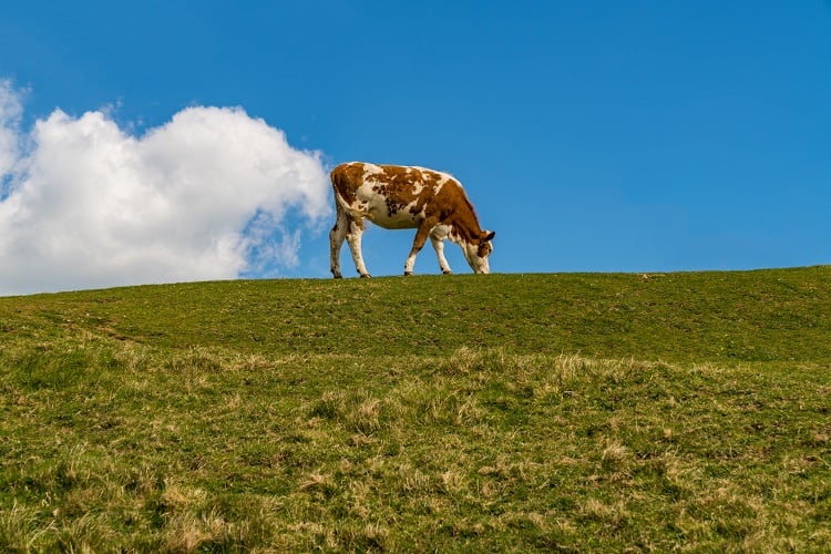The first carbon tax on farms has been set, and it’s in Europe