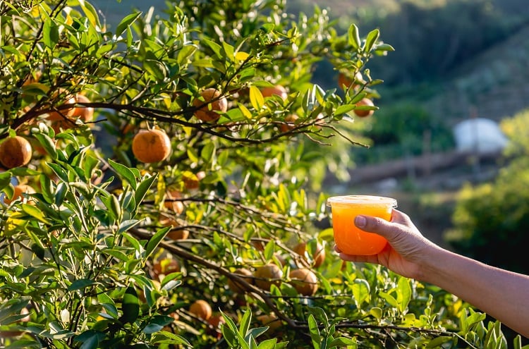 More trees, less land: How Brazil’s orange juice sector tripled its productivity