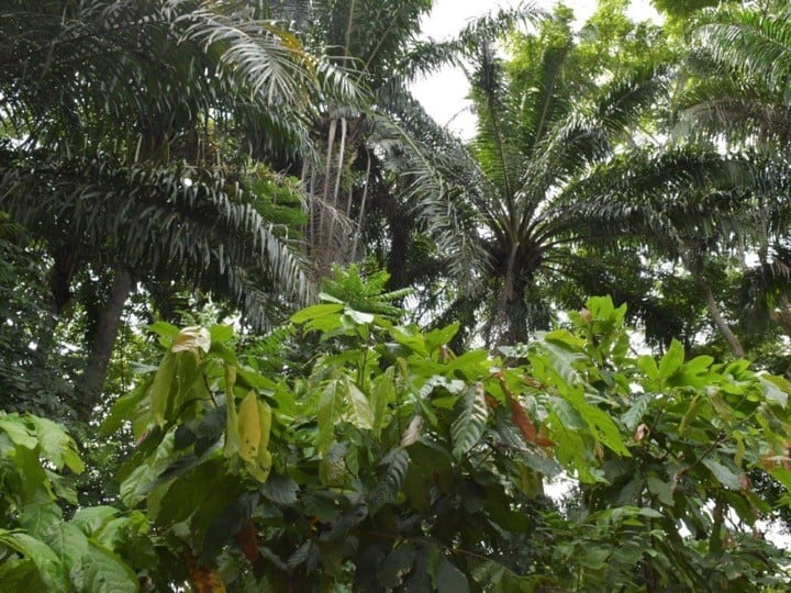 congo-cocoa-tree.jpg