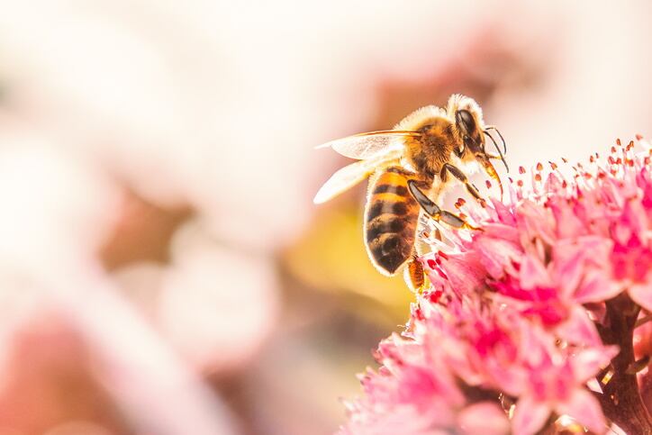 GettyImages-CBCK-Christine-bee-honey.jpg