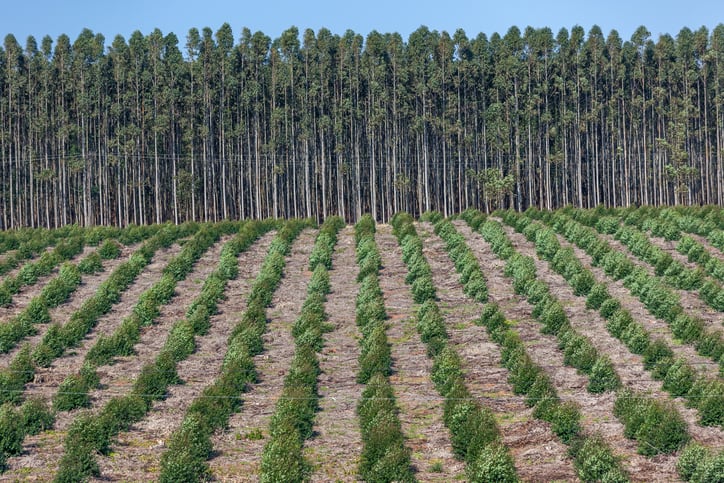 To-offset-or-inset-Carbon-offset-market-insists-it-can-provide-transparency-and-integrity-as-food-firms-look-to-supply-chain-solutions.jpg
