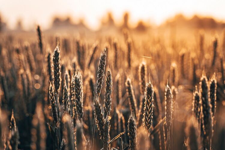 wheat-studio-fi.jpg