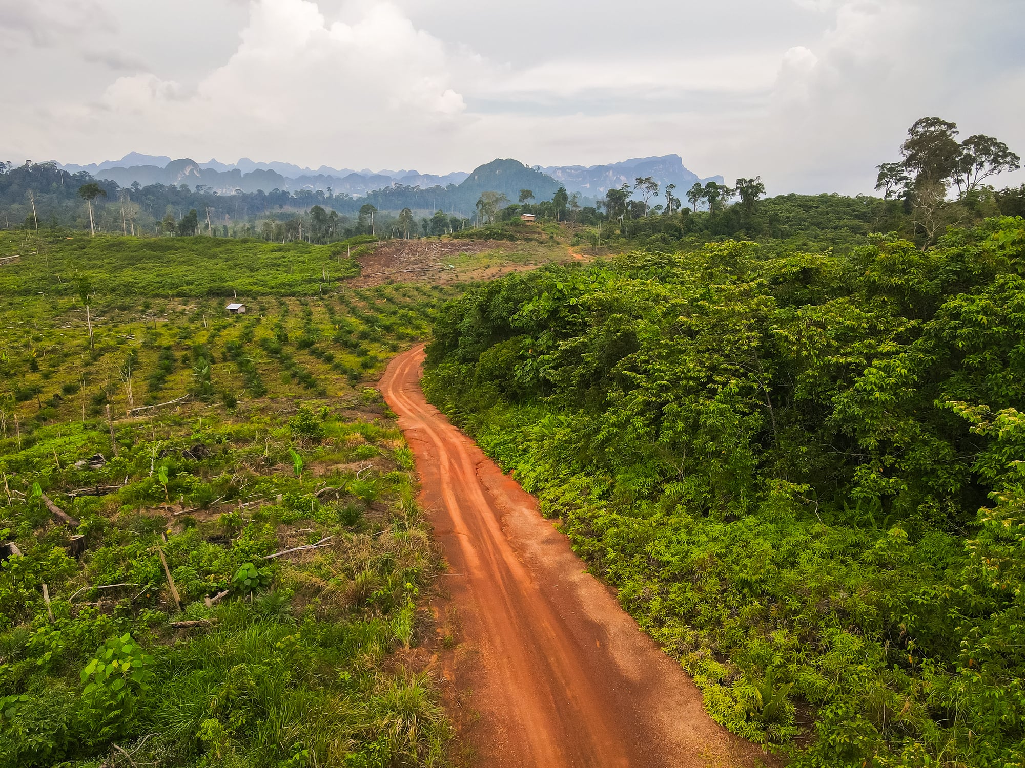 The Commission said it wanted to make sure that the IT system is fully operational to address the EU's contribution to the global challenge of deforestation.