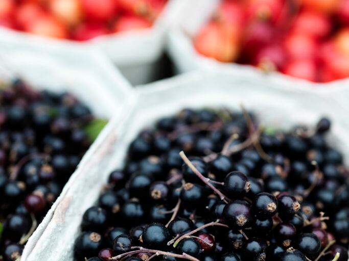 Ribena owner launches ‘bold’ regenerative farming project at UK blackcurrant farm