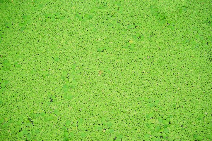 duckweed-Droits-d-auteur-RatreeFuang.jpg