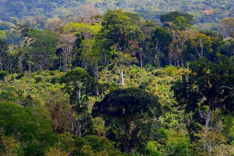 Swiss Platform for Sustainable Cocoa brings together industry actors in a bid to tackle deforestation