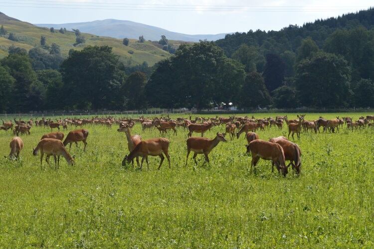 Scottish Government pledges venison research funding