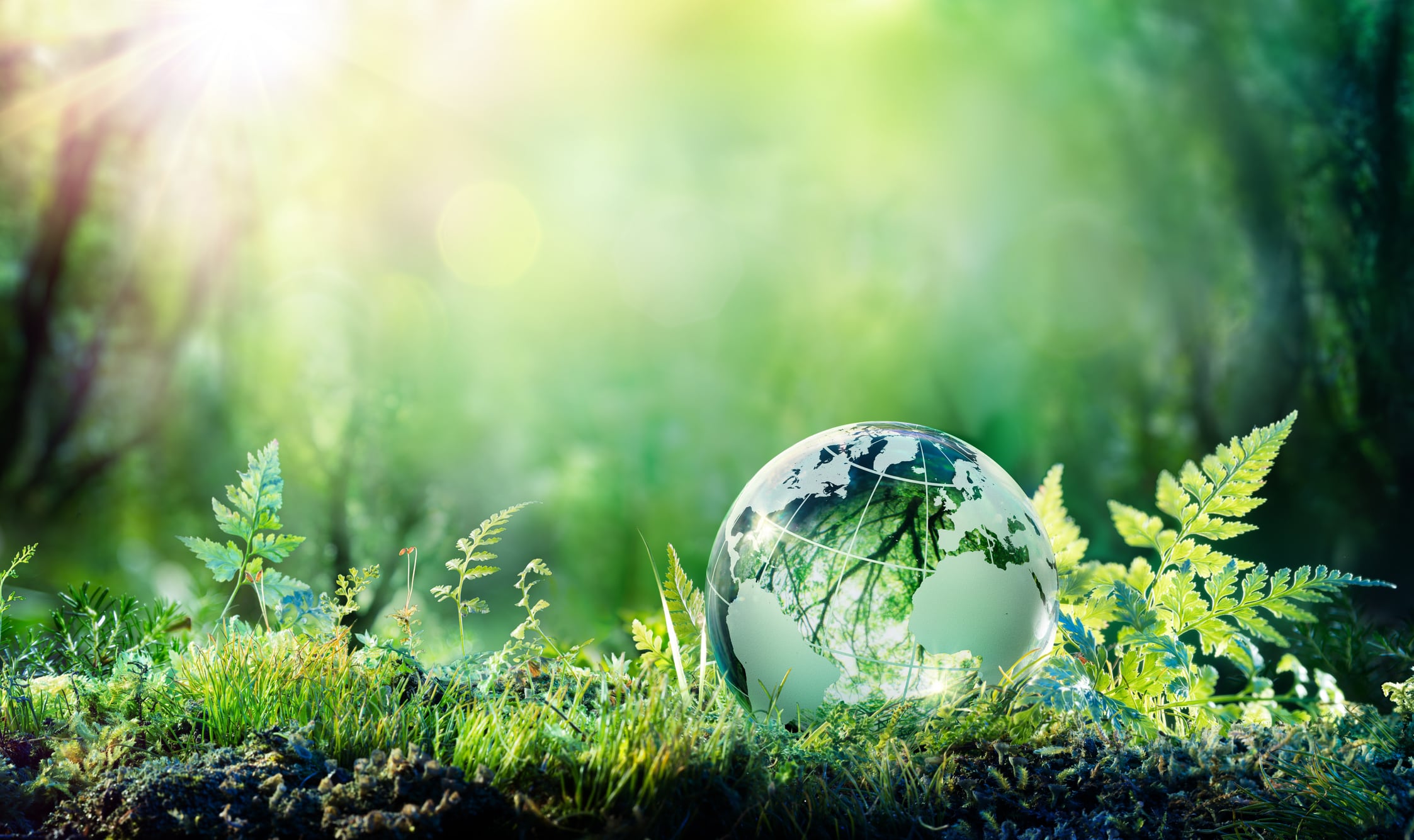 A landmark year for sustainable foods: 5 trends that will dominate in 2019