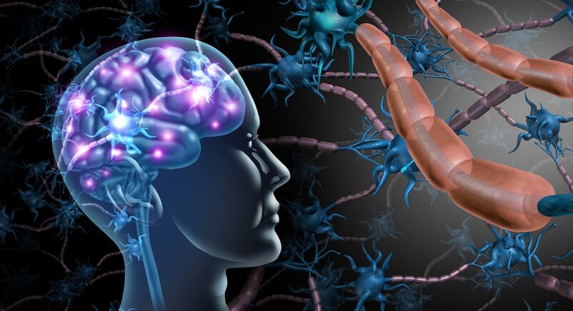 Ginseng boosts attention and memory via the gut 