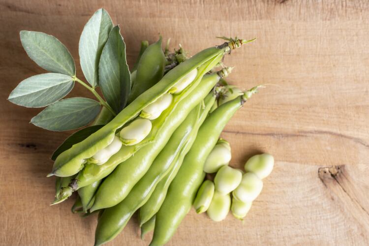 Fermented-fava-A-new-ingredient-to-fuel-next-gen-plant-based-innovation.png