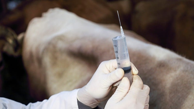 South-Korea-eyes-larger-share-of-EU-antimicrobial-animal-based-products-market.jpg