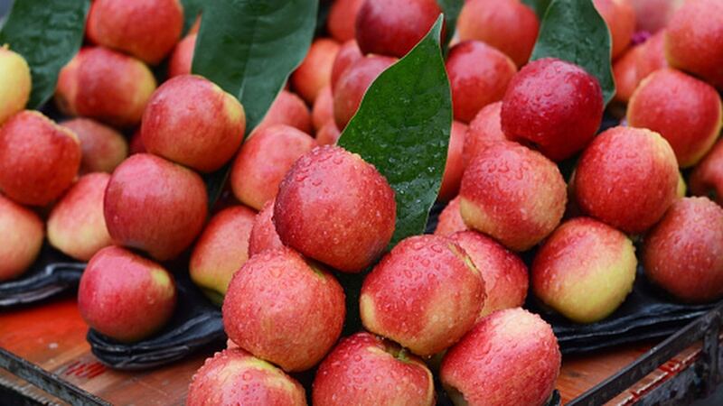 ENZAFruit-s-Envy-win-demonstrates-how-firms-can-utilise-China-s-revised-Seed-Law-against-infringements.jpg