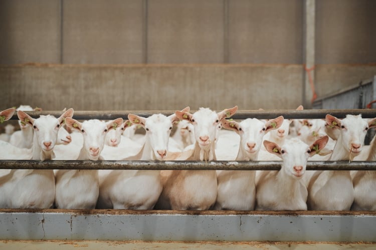 Craving goat: milk powder market to be a major driver for the goat milk sector