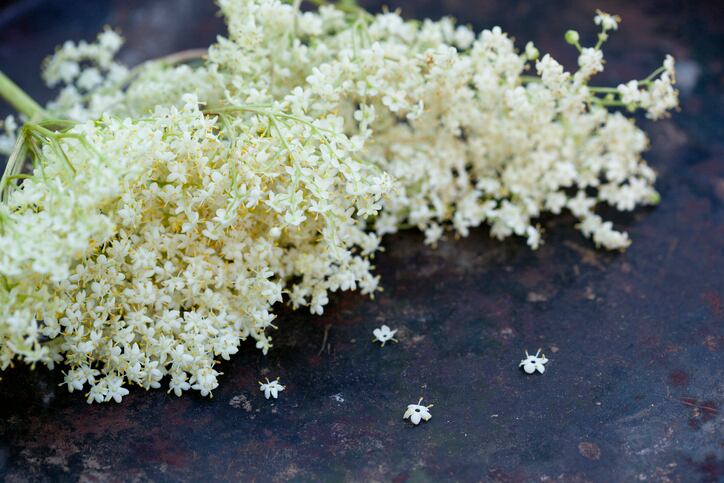 elderflower-getty-judish-haeusler.jpg