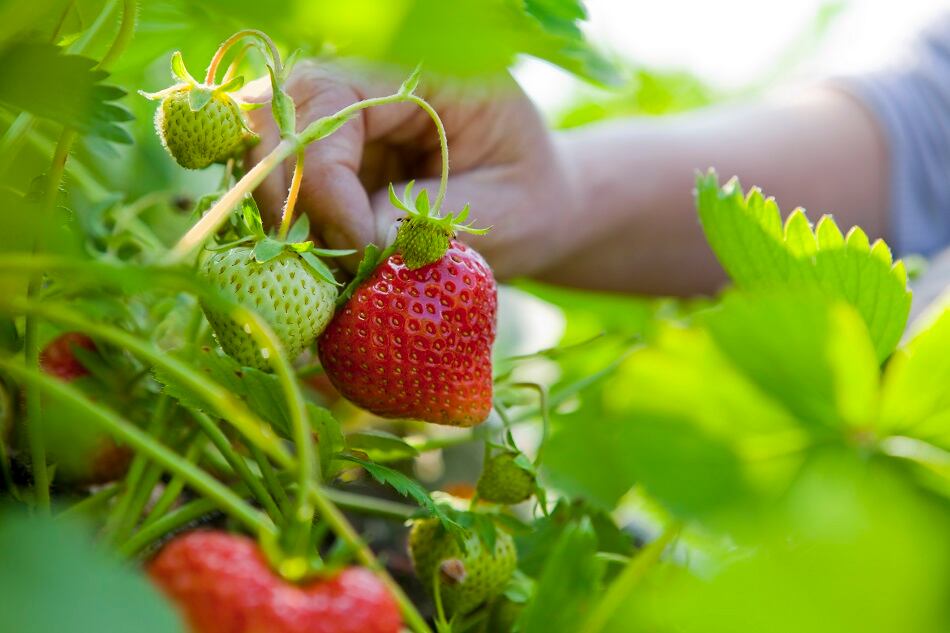 Danone-Mexico-to-supply-half-its-strawberries-for-food-production-by-2023.jpg