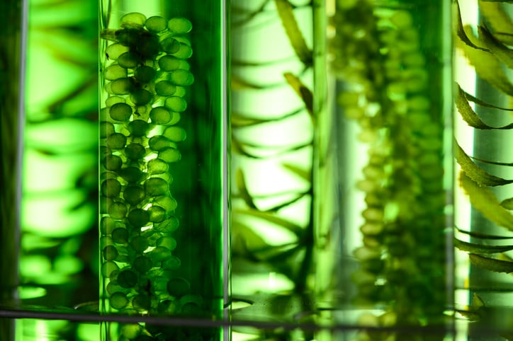 From microalgae to macro impact: Arborea harnesses sunlight to create ‘food without the footprint’