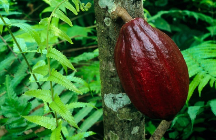 Guittard-Chocolate-on-ethics-education-and-the-evolution-of-artistry.jpg