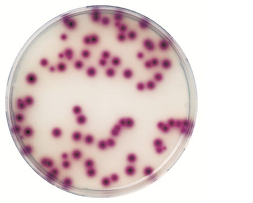 Citrobacter-freundii-Merck.jpg