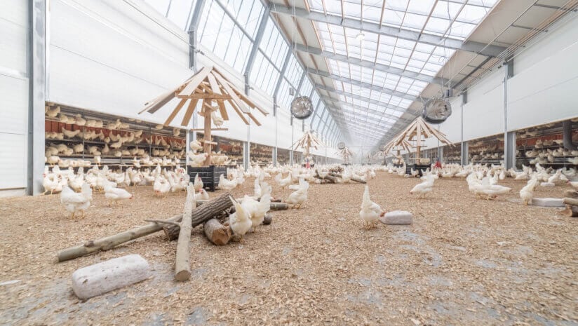 Kipster-s-carbon-neutral-eggs-at-Kroger-paves-the-way-for-possible-US-franchise-expansion.jpg