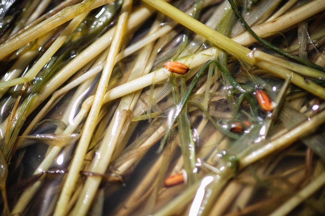 Brown rice sprouts: The next superfood set to shake up plant-based innovation?