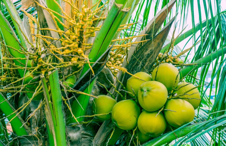Methanol-spiked-coconut-liquor-causes-mass-poisoning-in-Philippines.jpg