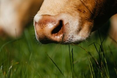 Grass-fed-system.jpg