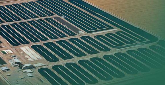 Sprulina-production-Earthrise.jpg