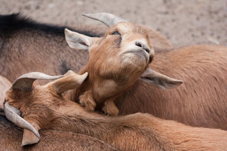 Goat meat ready to hit the big-time