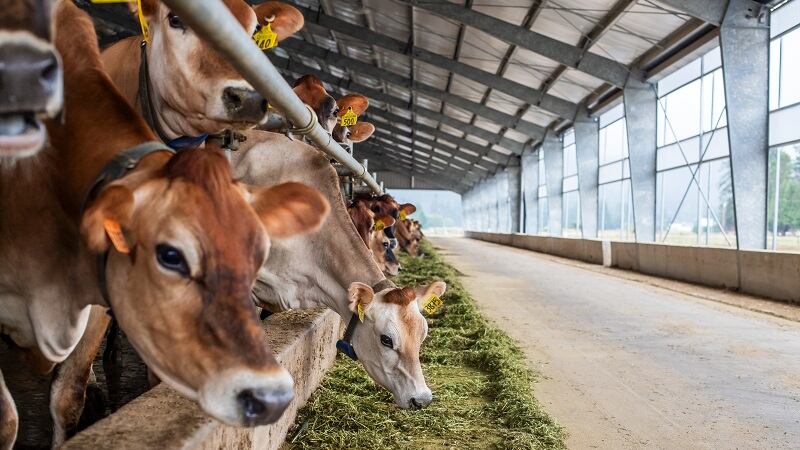 Tillamook-makes-animal-welfare-sustainable-packaging-progress-in-2023-Stewardship-Report.jpg