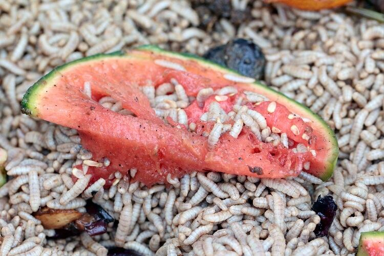 Alt fat from insects: Exploring the circular economy potential of larvae fat for feed and food