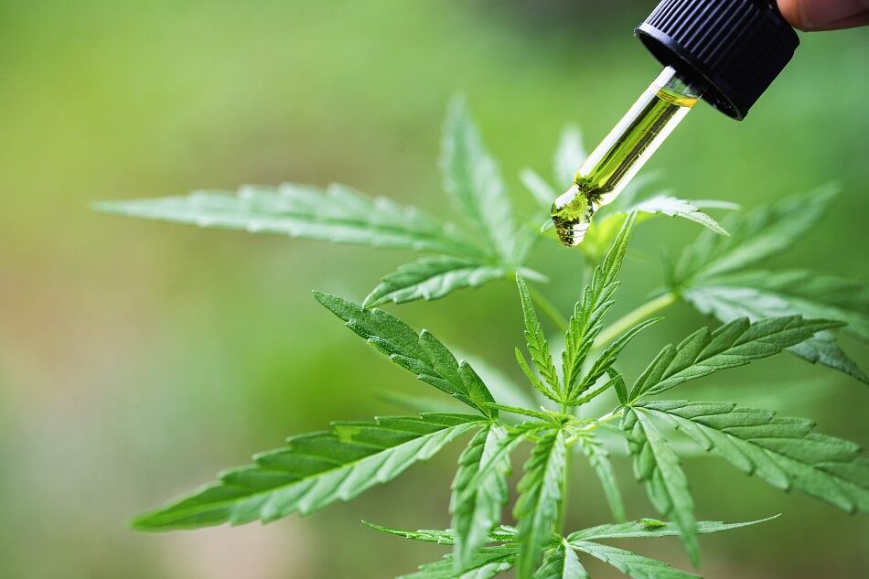 Socati launches two CBD products 'that behave just like any other food ingredient' for the CPG market