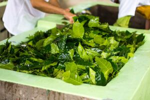 Wize-Monkey-coffee-leaves.jpg